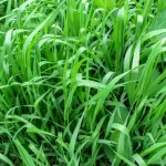 Jak pozbyć się trawy pszenicznej bez chemii: prawdziwe doświadczenie jak-pozbyc-sie-trawy-pszenicznej-bez-chemii-prawdziwe-doswiadczenie.webp.webp