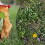 Bez śladu chwastów: naturalna metoda zaskoczy Cię szybkimi rezultatami