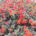 Bezobsługowy i kwitnący do pierwszych przymrozków: został nazwany najlepszym kwiatem na balkon bezobslugowy-i-kwitnacy-do-pierwszych-przymrozkow-zostal-nazwany-najlepszym-kwiatem.webp.webp