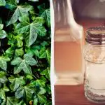 Bluszcz nie przetrwa: 2 groszowe środki kuchenne, które działają w ciągu kilku dni Bluszcz nie przetrwa: 2 groszowe środki kuchenne, które działają w