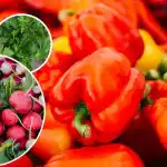 Brak szkodników i chwastów - co sadzić obok papryki?