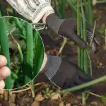 Cebula na pewno nie pójdzie w strzały: jakim domowym rozwiązaniem