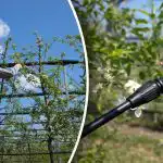 Choroby i szkodniki nie mają szans - kiedy i jak leczyć drzewa Choroby i szkodniki nie mają szans - kiedy i jak