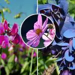 Co sadzić w kwietniu: siedem kwiatów, które zamienią Twój ogród