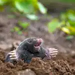 Co wlać do nory kreta: to lekarstwo jest w każdej kuchni Co wlać do nory kreta: to lekarstwo jest w każdej