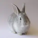 Dlaczego króliki stukają łapkami: przed czym ostrzega ten sygnał alarmowy dlaczego-kroliki-stukaja-lapkami-przed-czym-ostrzega-ten-sygnal-alarmowy.jpg