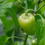 dlaczego-papryka-opada-przyczyny-opadania-jajnikow.jpg