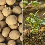 Dlaczego ziemniaki sąsiada są lepsze: wszystko sprowadza się do jednego momentu - a większość ludzi go ignoruje Dlaczego ziemniaki sąsiada są lepsze: wszystko sprowadza się do jednego