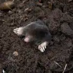 Doprowadzić do wrzenia i wylać na kopiec: krety natychmiast uciekną