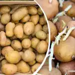 Jak kiełkować ziemniaki do sadzenia: co działa lepiej - światło czy ciemność? Jak kiełkować ziemniaki do sadzenia: co działa lepiej - światło