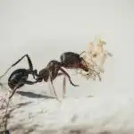 Jak mrówki znajdują najkrótszą drogę: co kryje się za ich szlakami feromonowymi? jak-mrowki-znajduja-najkrotsza-droge-co-kryje-sie-za-ich.jpg