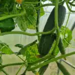 Jak oszukać biologię ogórka: chrupiące owoce aż do przymrozków jak-oszukac-biologie-ogorka-chrupiace-owoce-az-do-przymrozkow.jpg