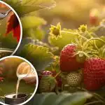 Jak uzyskać truskawki o tydzień szybciej: zapomniana metoda bez kropli