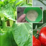 Jedna łyżka - zbiory wzrosną 10 razy: co włożyć do