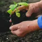 Kiedy i co sadzić w ogrodzie warzywnym: znaki ludowe dotyczące