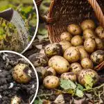 Koniec ze szkodnikami ziemniaka: niedrogi sposób na ochronę ziemniaków za