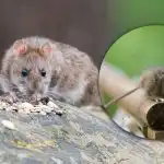 Magnes dla wszystkich gryzoni: czego nie umieszczać w ogrodzie wiosną