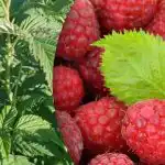 Maliny dadzą dwa razy więcej: co należy zrobić, gdy zakwitną?