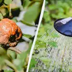 Monilioza dręczyła, dopóki nie wypróbowaliśmy tej metody: 2 litry na