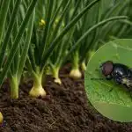 Mucha cebulowa nie zbliży się na odległość mniejszą niż metr