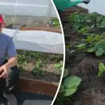 Nawożenie truskawek wiosną: błąd, który zmniejsza plony