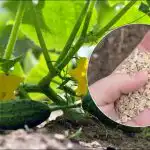 Ogórki będą kiełkować jak na drożdżach: podczas sadzenia w dołku