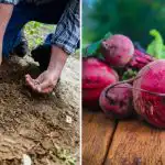 Ogrodnicy umieszczają go w dołku podczas sadzenia buraków: rośnie duży