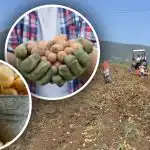 Opieka jest dostępna, ale ziemniaki są małe: ekspert mówi, jak zmienić sytję Opieka jest dostępna, ale ziemniaki są małe: ekspert mówi, jak