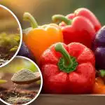 Papryka będzie dobrze rosła: ekspert opowiedział o 3 prostych krokach