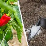 Papryka zakorzeni się w mniej niż tydzień: Jaki nawóz dodać
