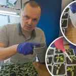 Pierwsze podlewanie pomidorów po przesadzeniu: co dodać do wody, aby