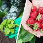 Pierwszy zabieg na truskawkach w kwietniu jest najważniejszy: od niego
