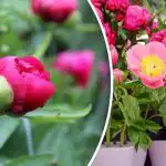 Piwonie nie wybaczają błędów: co należy zrobić w kwietniu?