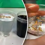 Przygotowanie nasion przed siewem: co musisz wiedzieć