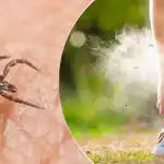 Roztocza ich nie znoszą: jakie rośliny sadzić w kwietniu w