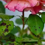 Róże nie zachorują na czarną plamistość, jeśli w pobliżu posadzisz