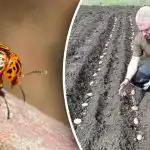 Stonka ziemniaczana nie zbliży się: co sadzić obok ziemniaków? Stonka ziemniaczana nie zbliży się: co sadzić obok ziemniaków?