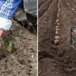 Strach przed zimnem i rekordowe plony: jakie odmiany ziemniaków sadzić