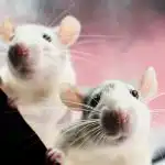 Szczury boją się jednego produktu: łatwy sposób na "wyproszenie" gryzoni