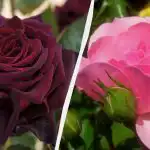 Te róże ozdobią każdy ogród: 5 najpiękniejszych i najbardziej bezpretensjonalnych