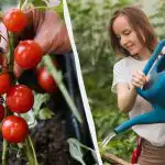 Ten błąd "zabija" sadzonki pomidorów: ile wody potrzebują i co