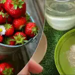 Truskawki dadzą wielokrotnie więcej słodkich jagód: "babciny" przepis na nawożenie