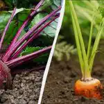 Tylko 6 dni w kwietniu nadaje się do sadzenia marchwi