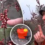 Ważne jest, aby nie przegapić momentu: kiedy leczyć drzewa pestkowe