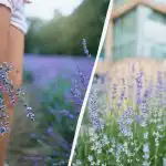 Z kosza do ogrodu: trzy nawozy, dzięki którym lawenda będzie kwitnąć przez całe lato Z kosza do ogrodu: trzy nawozy, dzięki którym lawenda będzie