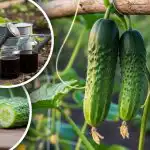 Zapomnij o gorzkich ogórkach: ekspert wymienia proste zasady dotyczące słodkich zbiorów Zapomnij o gorzkich ogórkach: ekspert wymienia proste zasady dotyczące słodkich